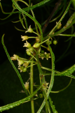 Rhamnus frangula 'Aspleniifolia' RCP5-06 315.jpg